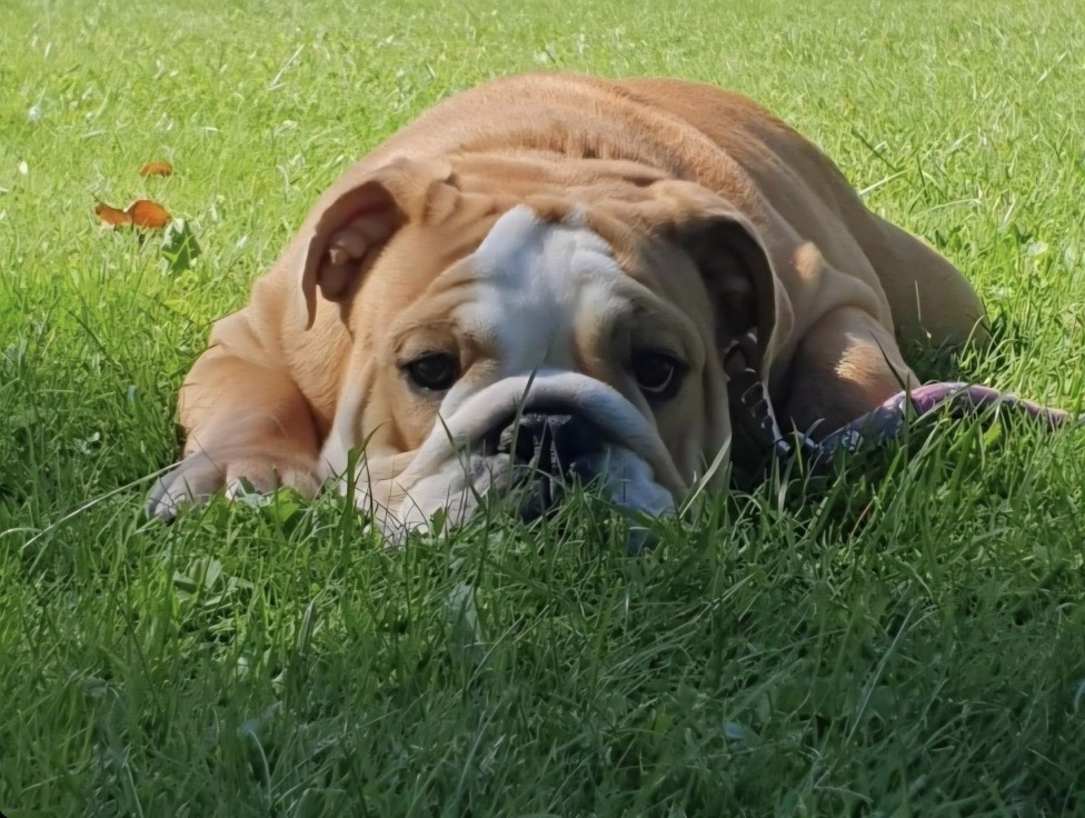 Tark Bull Tea for two