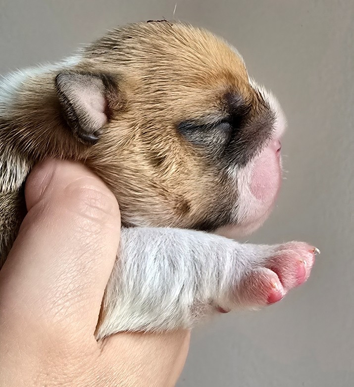 Tark Bull - Chiots disponibles - Bulldog Anglais