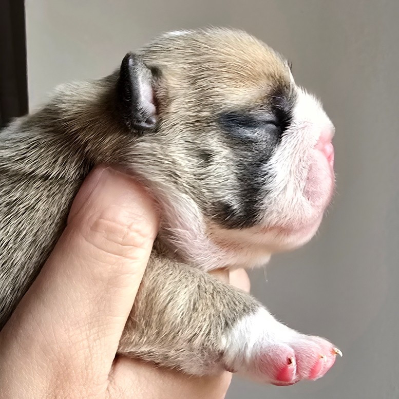 Tark Bull - Chiots disponibles - Bulldog Anglais