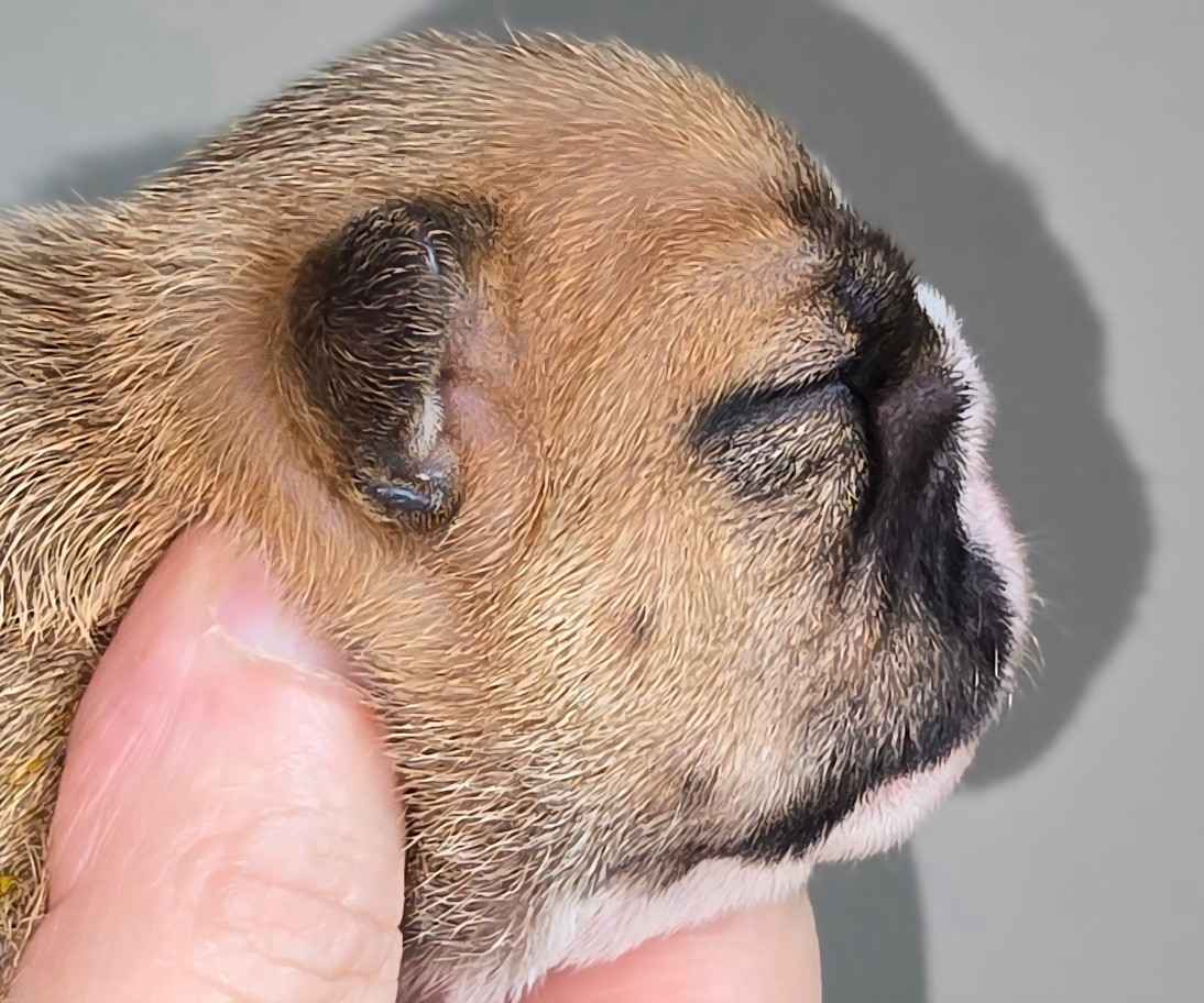 Tark Bull - Chiots disponibles - Bulldog Anglais