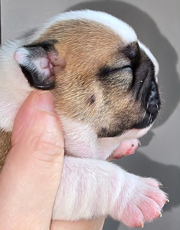 Tark Bull - Chiots disponibles - Bulldog Anglais