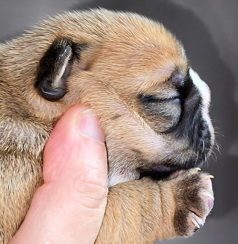 Tark Bull - Chiots disponibles - Bulldog Anglais