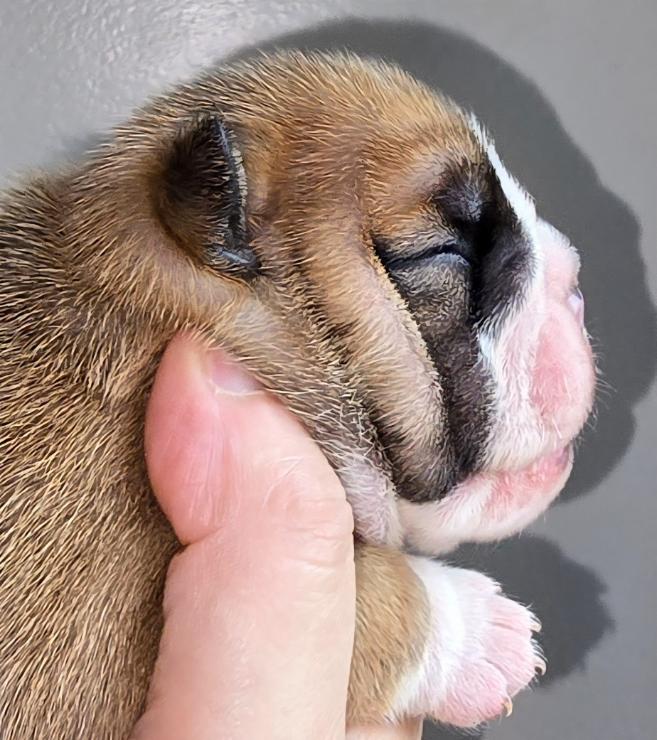 Tark Bull - Chiots disponibles - Bulldog Anglais