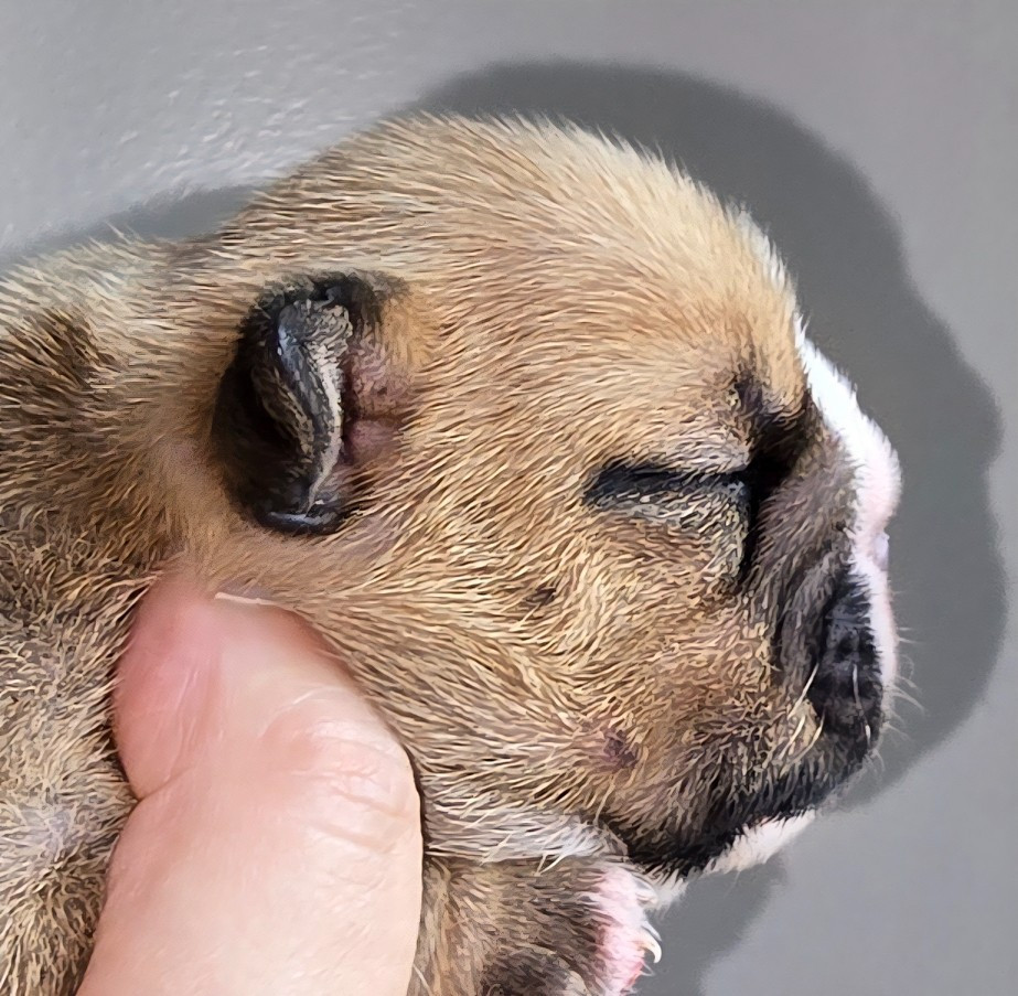 Tark Bull - Chiots disponibles - Bulldog Anglais