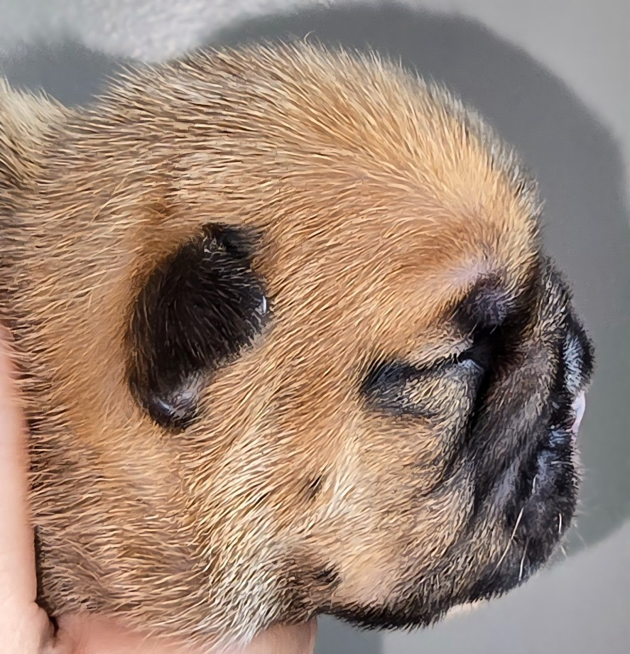 Tark Bull - Chiots disponibles - Bulldog Anglais