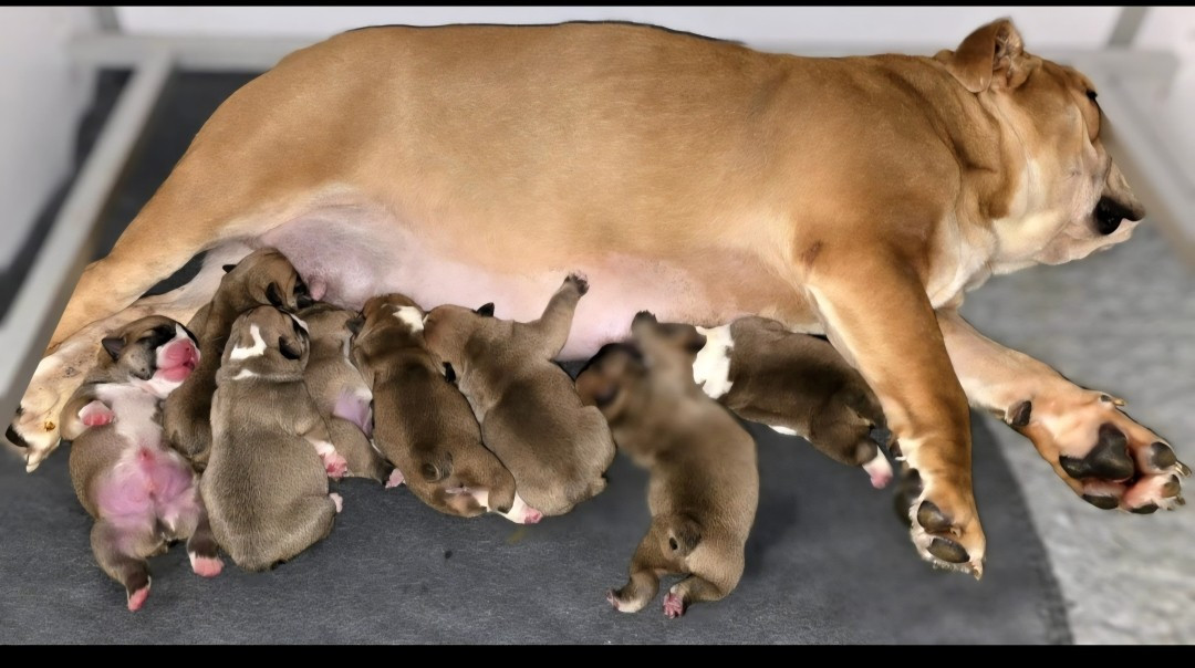 Chiot Bulldog Anglais Tark Bull