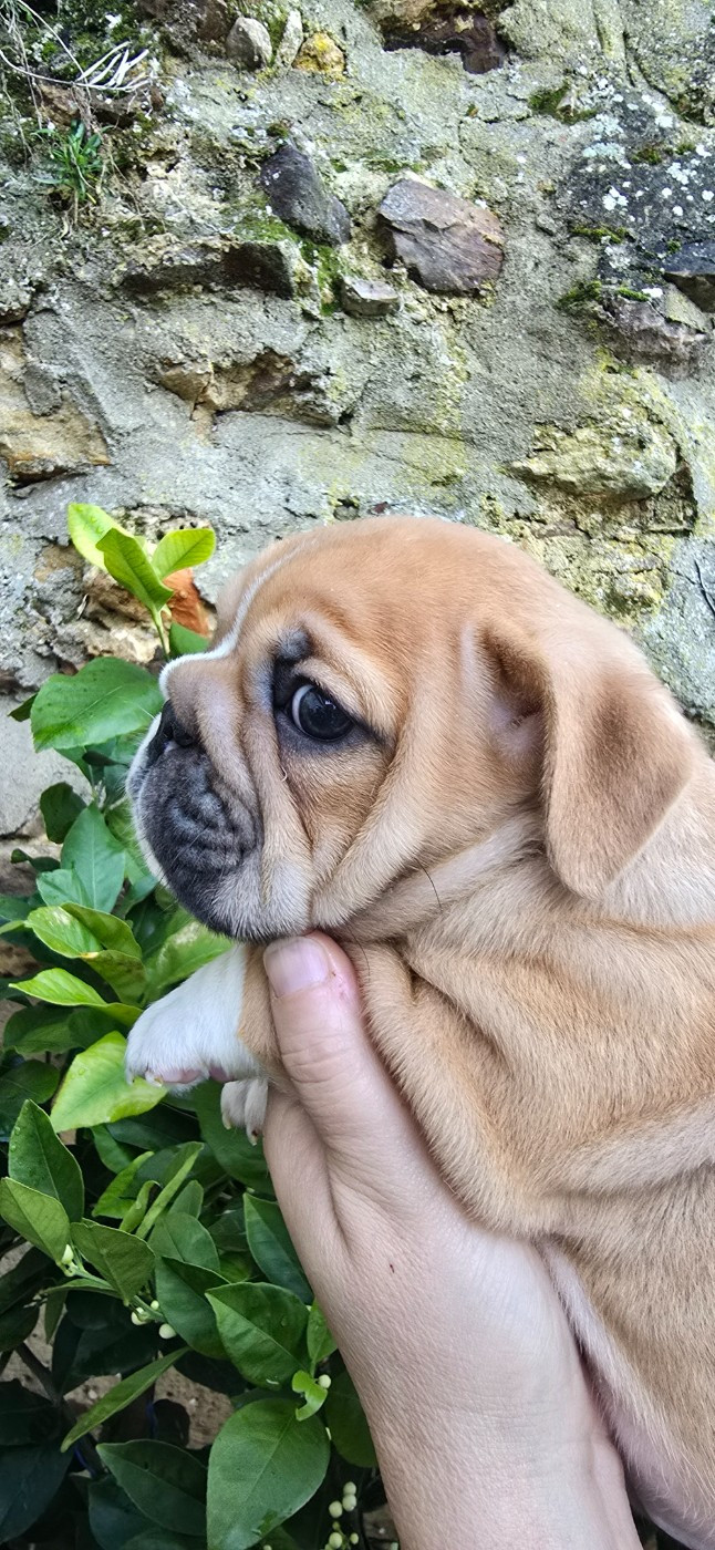 Tark Bull - Chiots disponibles - Bulldog Anglais