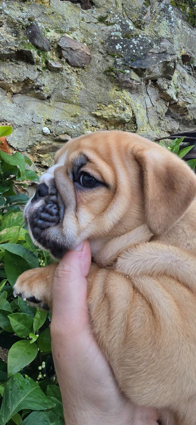 Tark Bull - Chiots disponibles - Bulldog Anglais