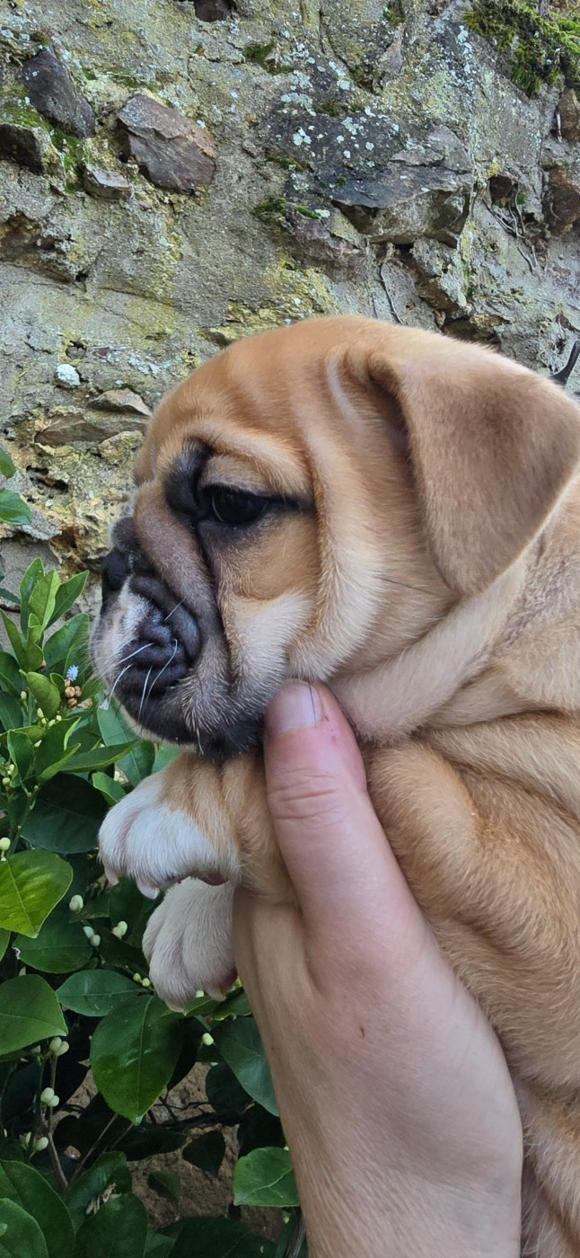 Tark Bull - Chiots disponibles - Bulldog Anglais