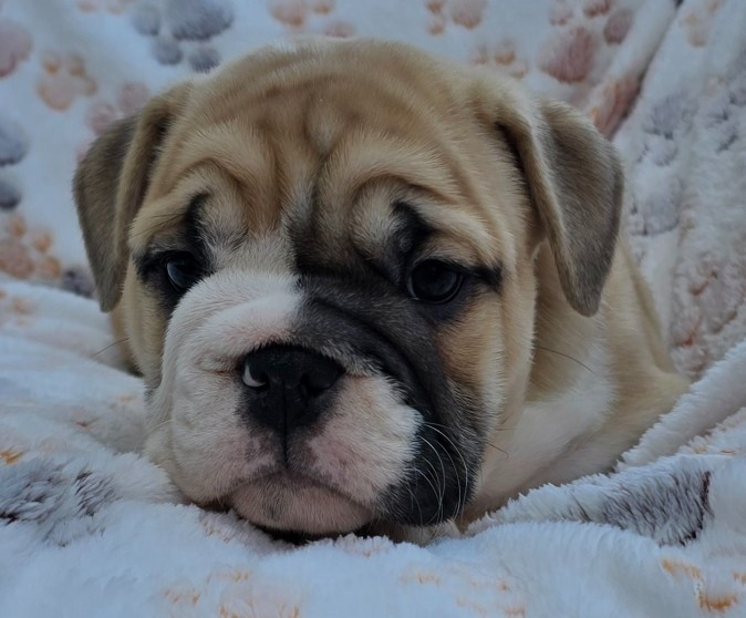 Tark Bull - Chiots disponibles - Bulldog Anglais