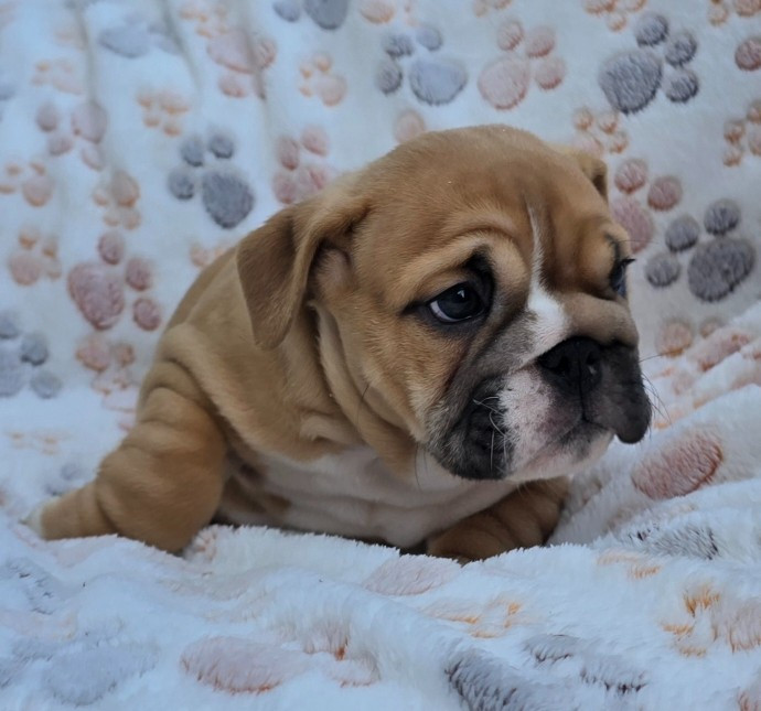 Tark Bull - Chiots disponibles - Bulldog Anglais