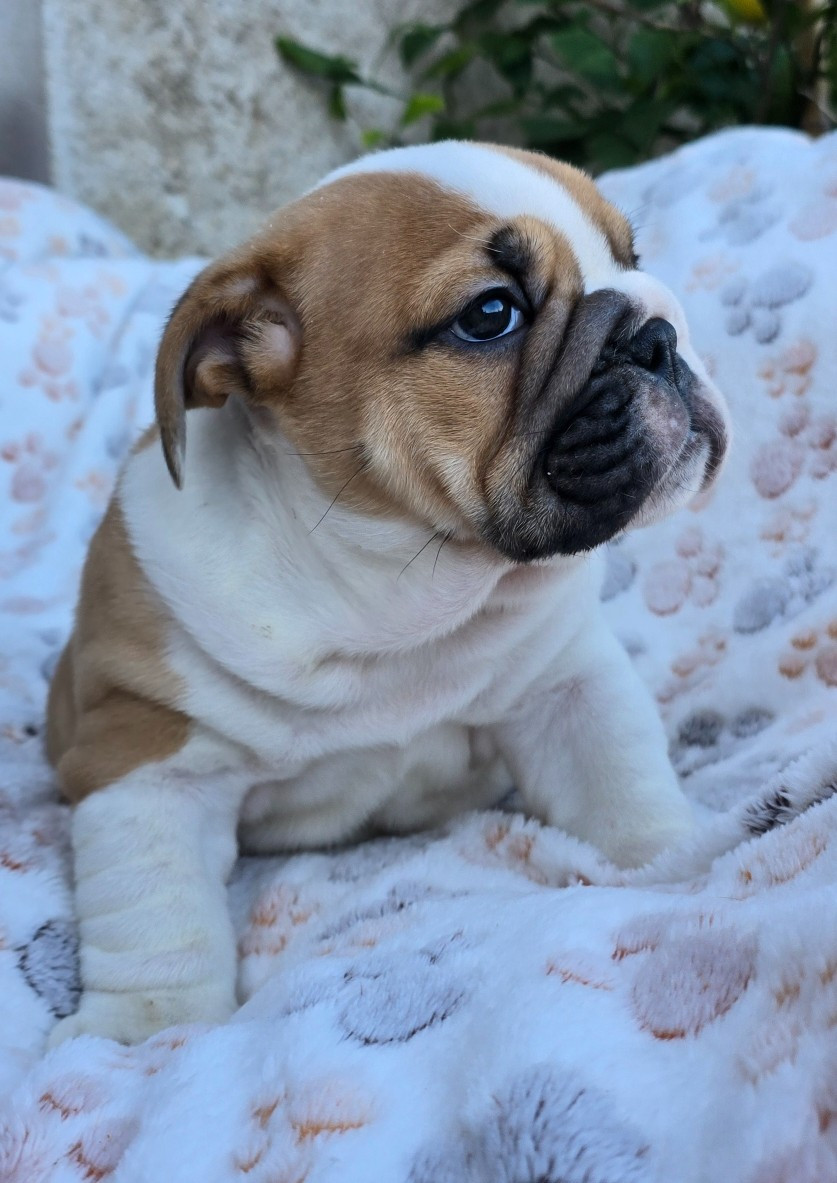 Tark Bull - Chiots disponibles - Bulldog Anglais