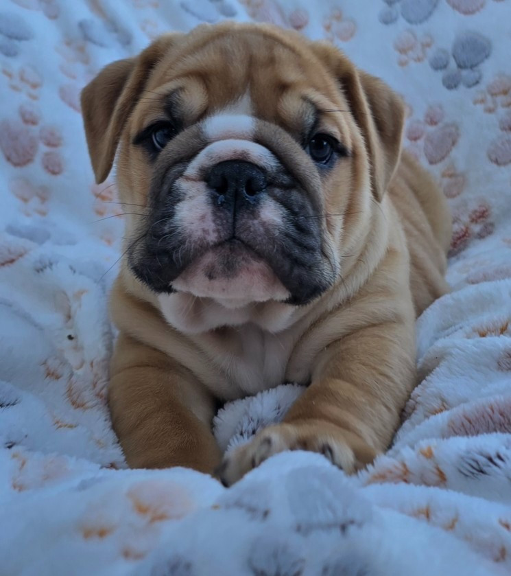 Tark Bull - Chiots disponibles - Bulldog Anglais