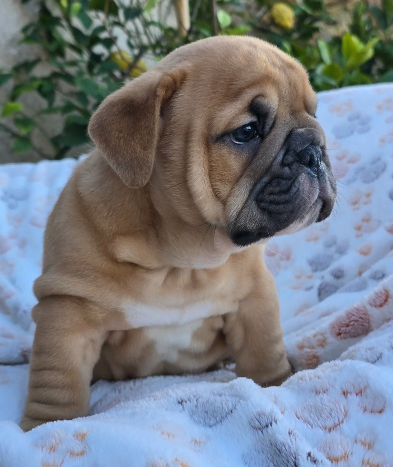 Tark Bull - Chiots disponibles - Bulldog Anglais