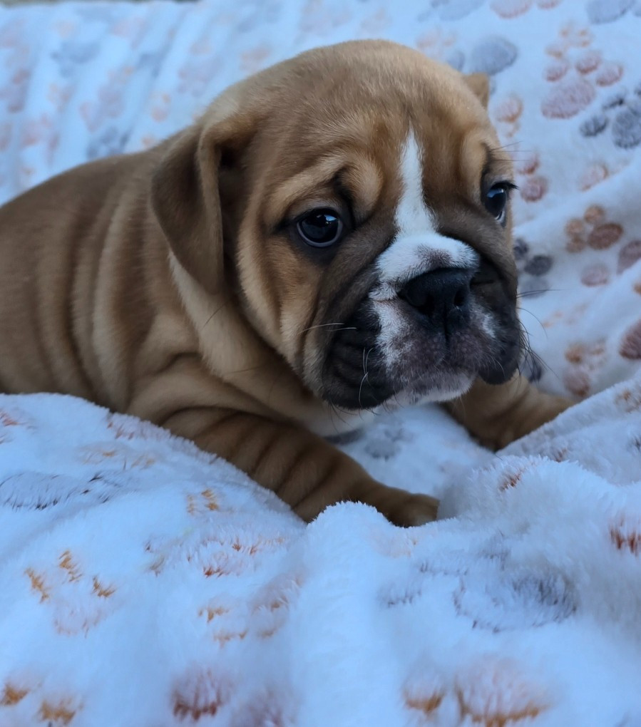 Tark Bull - Chiots disponibles - Bulldog Anglais