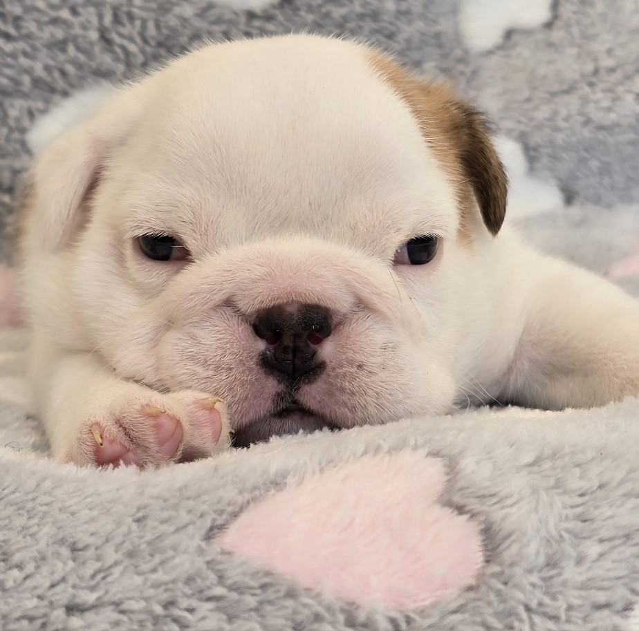 Tark Bull - Chiots disponibles - Bulldog Anglais