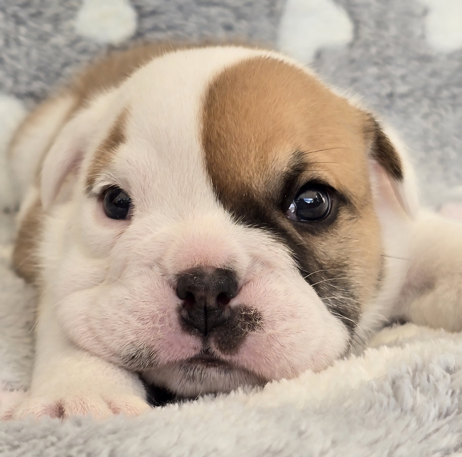Tark Bull - Chiots disponibles - Bulldog Anglais