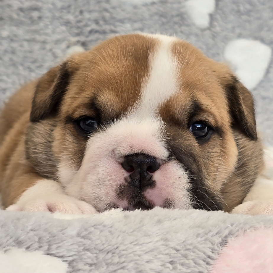 Tark Bull - Chiots disponibles - Bulldog Anglais
