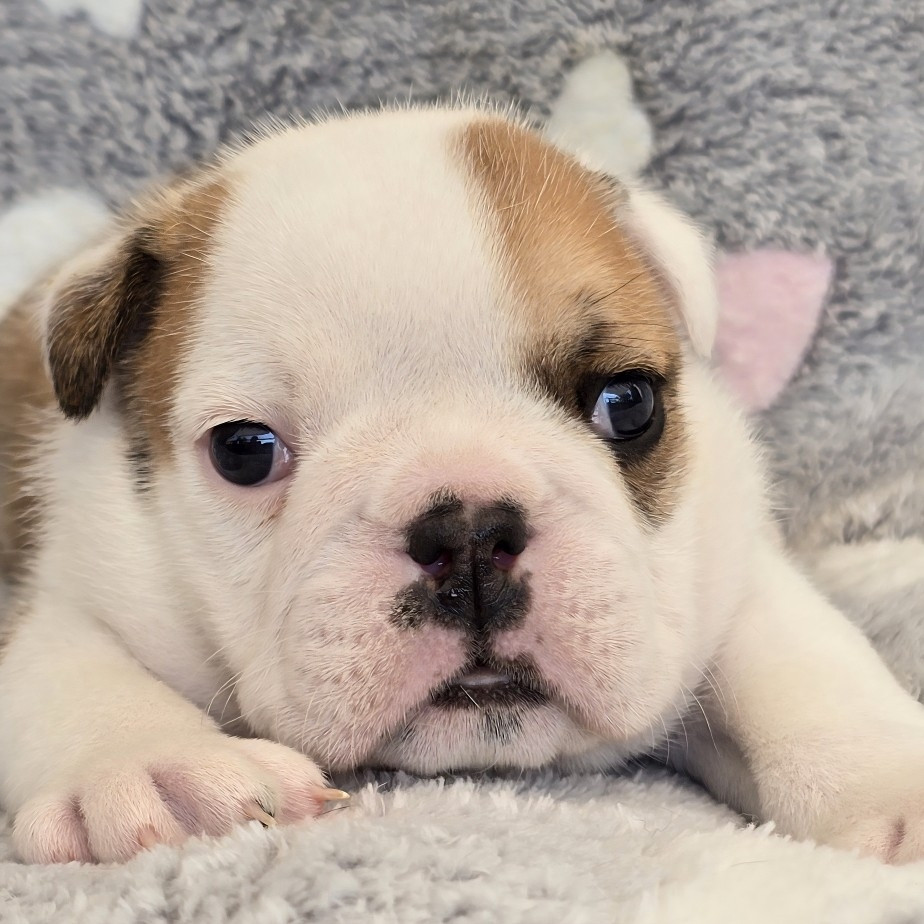 Tark Bull - Chiots disponibles - Bulldog Anglais