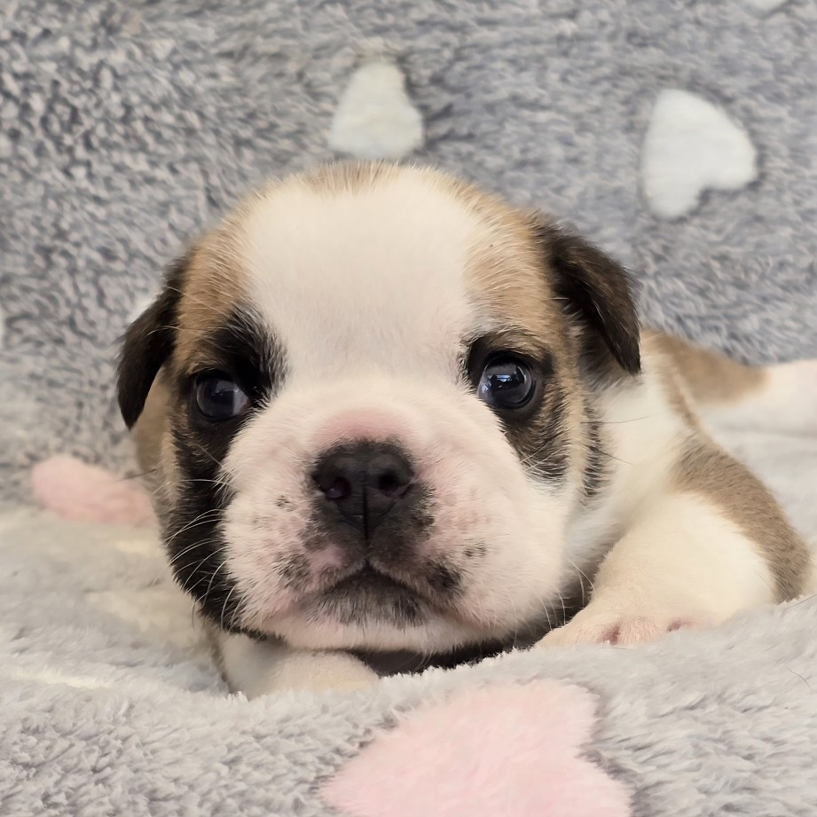 Tark Bull - Chiots disponibles - Bulldog Anglais