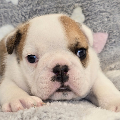 BIG BISOU
